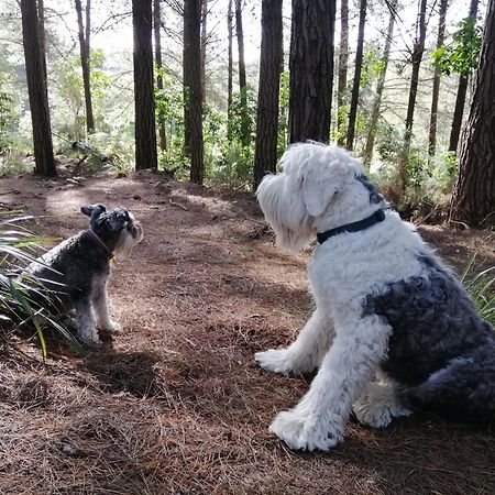 Beech Hill - Pet Friendly Holiday Home Tasman Экстерьер фото
