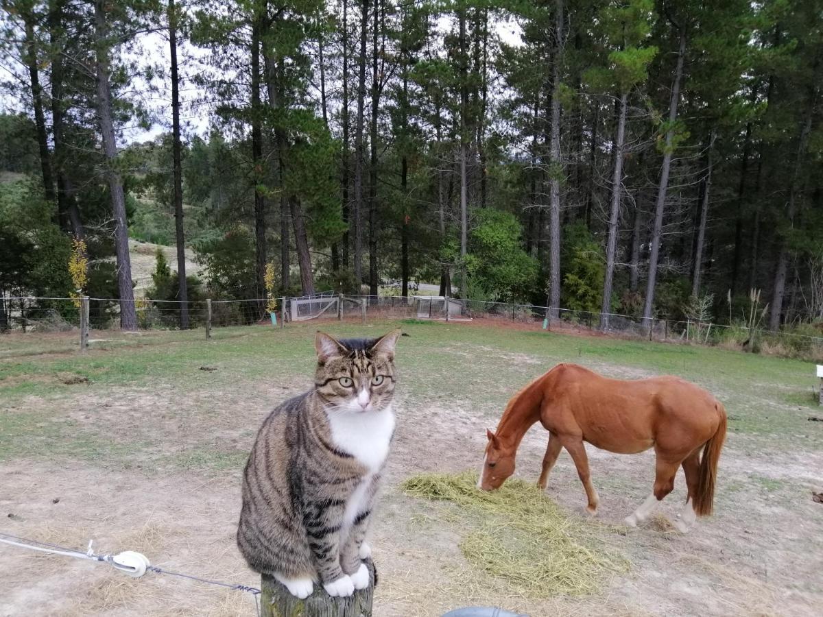 Beech Hill - Pet Friendly Holiday Home Tasman Экстерьер фото
