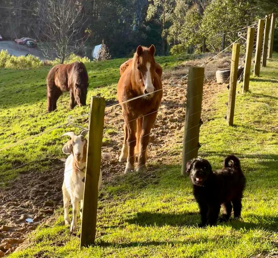 Beech Hill - Pet Friendly Holiday Home Tasman Экстерьер фото